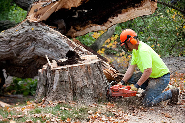 Seasonal Cleanup (Spring/Fall) in Spring Valley Lake, CA